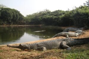 Gharial conservation Nandankanan