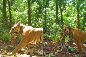 Tigress Jinnat in Similipal