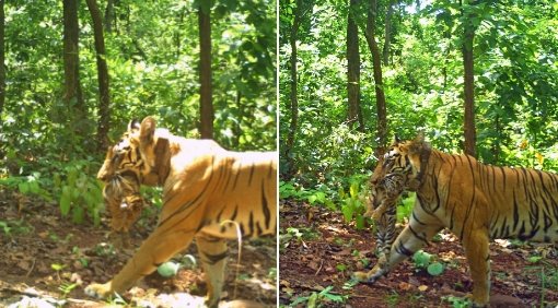 Tigress Jinnat in Similipal