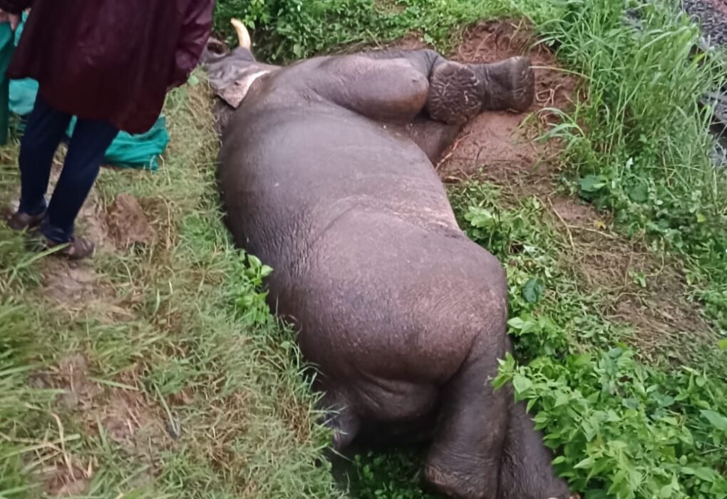 Elephant killed train Rayagada