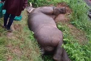 Elephant killed train Rayagada
