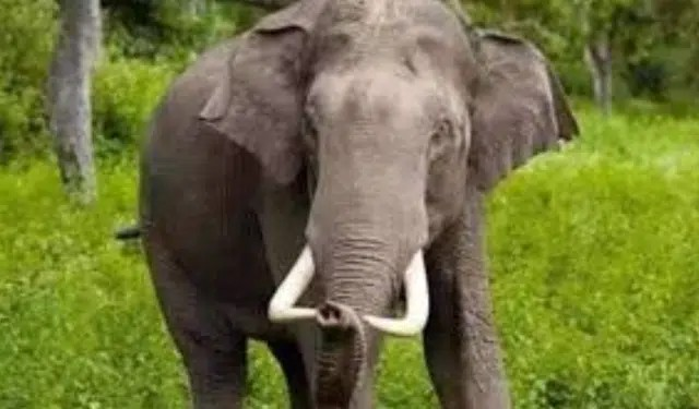 Explore the tragic encounter between a wild elephant and a young man in Odisha’s Mayurbhanj district. Learn about the rising human-elephant conflicts and urgent wildlife management challenges