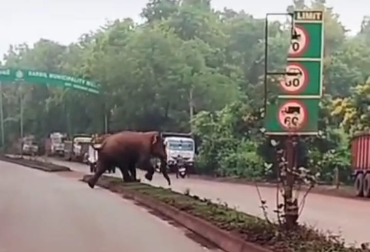 Elephant Faces Obstruction in Barbil