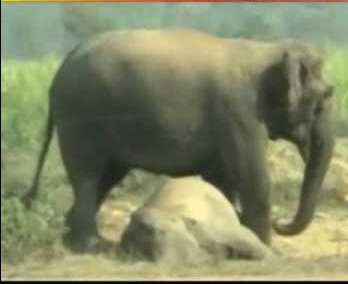 elephant electrocuted Odisha