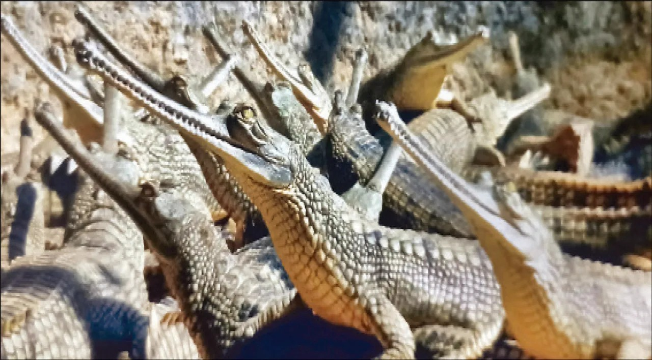 Gharial Breeding Returns to Nandankanan After a Decade