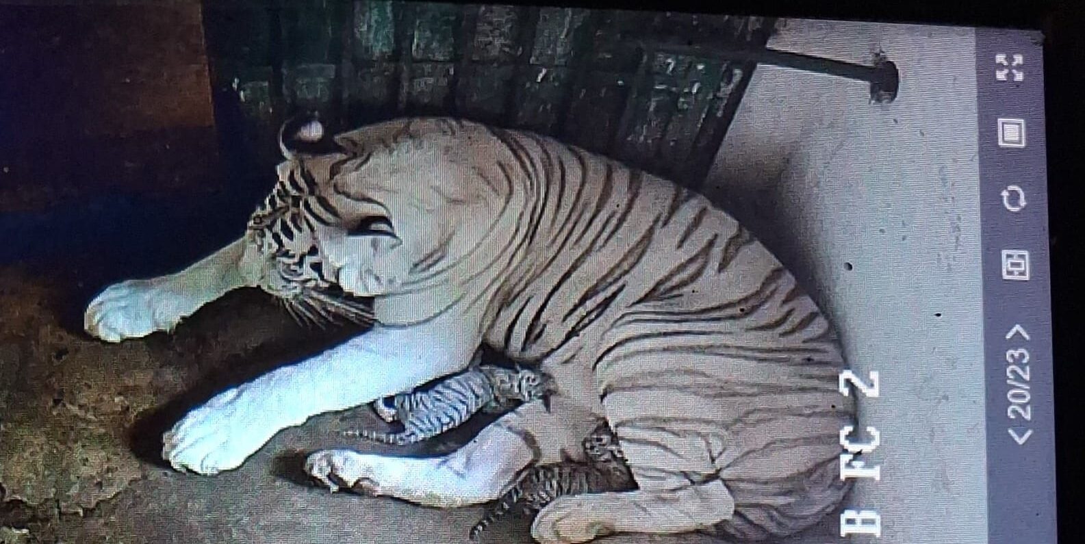 White tigress Mousumi cubs