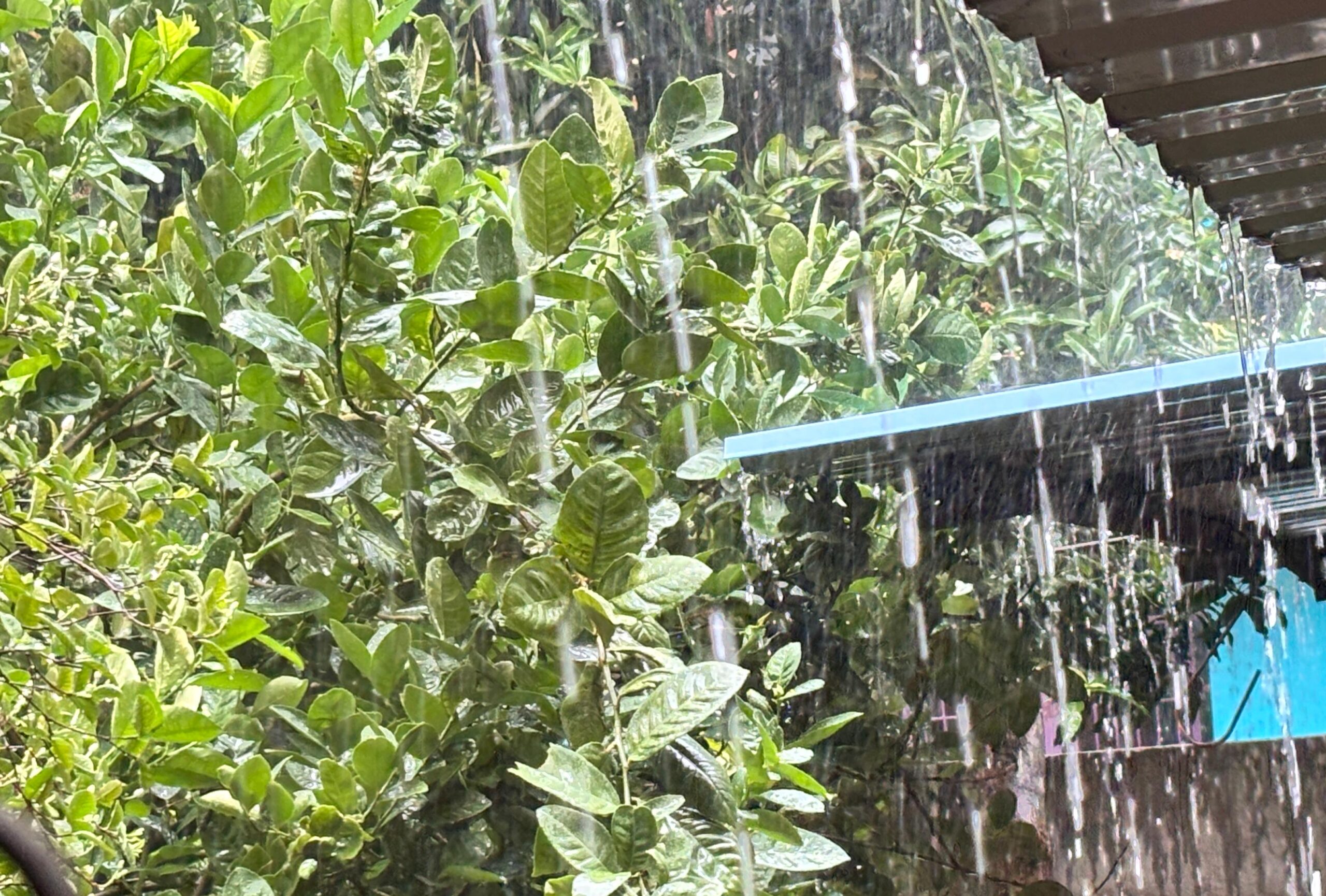 Orange Alert Odisha rainfall
