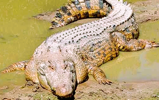Captive Albino Crocodile “Mali” to be released into wild for mating: Expert